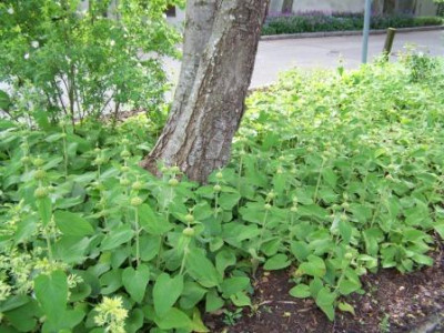 Phlomis_russeliana_in_Weihenstephan.JPG