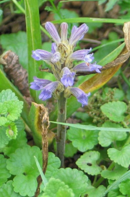 orobanche-purpurea-ax2.jpg