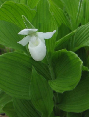 C.reginae-ax3.jpg