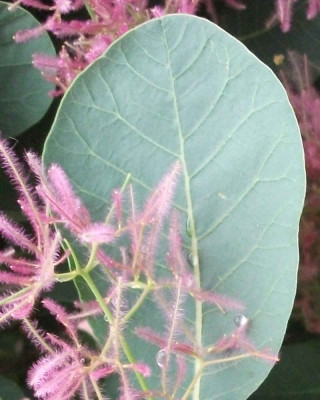 blatt_heidelberg.jpg