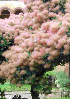 baum_heidelberg.jpg