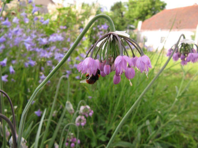 Allium_cernuum_120610.jpg