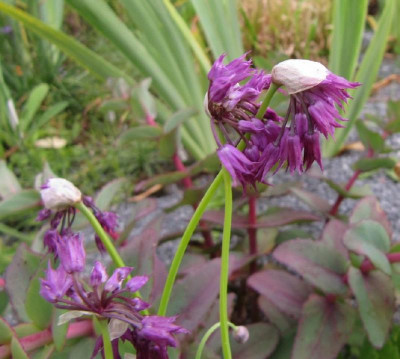 Allium_cyathoforum_var_farreri_120610.jpg