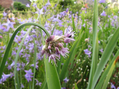 Allium_pyeranaicum_120610.jpg
