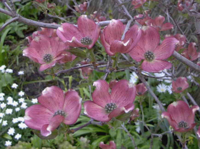 Cornus_Cherokee_ChiefRimg0254.JPG