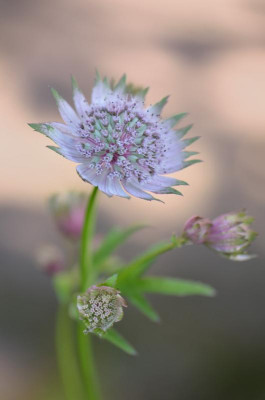Astrantia-Saemling-Jun1012.jpg