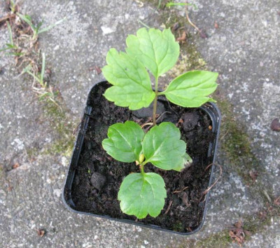 Unbekannt_Gartenpur.jpg