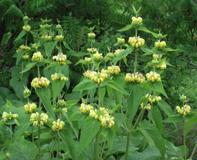 phlomis_2012.jpg