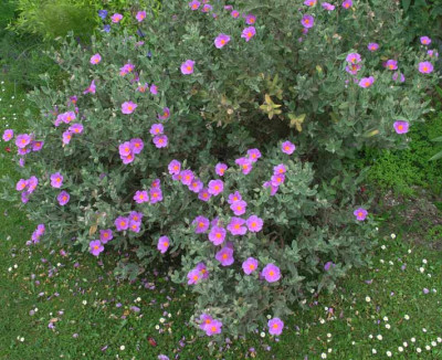 cistus_albidus_gesamt.jpg