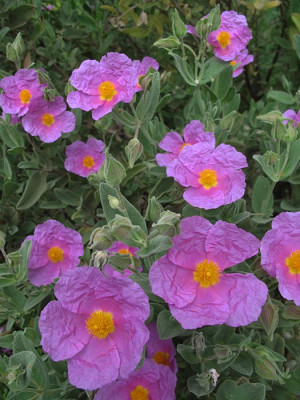 cistus_detail.jpg