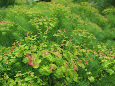 euphorbia_welche.jpg