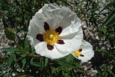 C_verguinii_Ppecherat1a.jpg