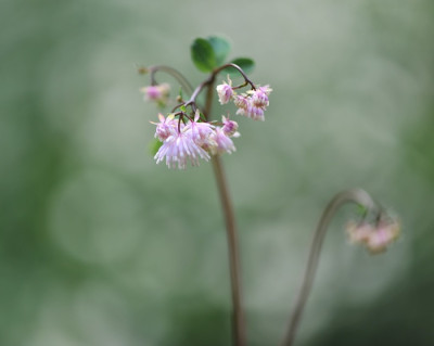 Thalictrum_filamentosum_Juni.jpg
