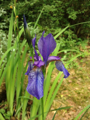 iris-sibirica_20120609_zg.jpg
