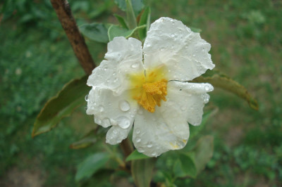 DSC03705a.jpg