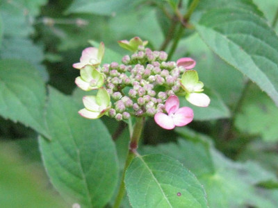Hydrangea_serrata_Mont_Aso_Gartenpur.jpg