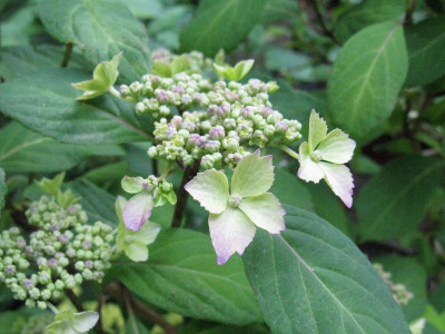 Hydrangea_serrata_Kurohime_2012_Gartenpur.jpg