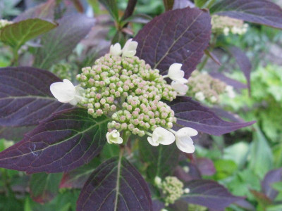 Hydrangea_serrata_Tiara_2012Gartenpur.jpg