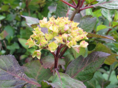 Hydrangea_serrata_Preziosa_2012Gartenpur.jpg