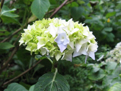 Hydrangea_macrophylla_Generale_Vicomtesse_de_Vibraye_2012Gartenpur.jpg