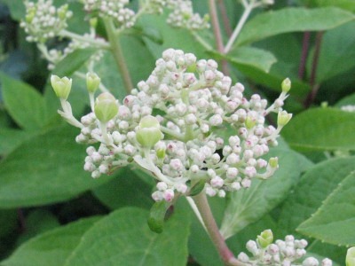 Hydrangea_paniculata_Early_Sensation_2012Gartenpur.jpg