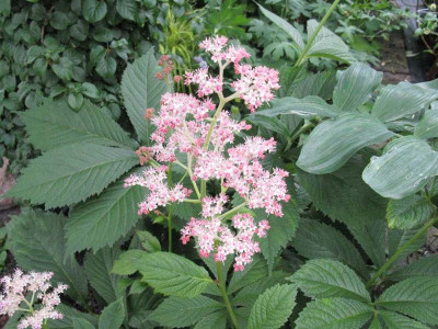 Rodgersia_die_Anmutige_Gartenpur.jpg