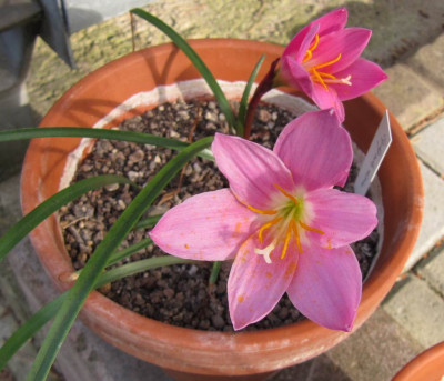 Zephyranthes_robusta_120612.jpg