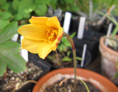 Habranthus_tubispathus_120609.jpg