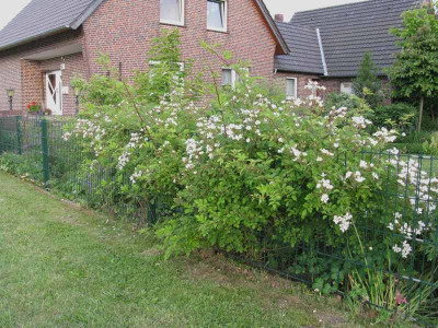 Zaunrose_1_Gartenpur.jpg