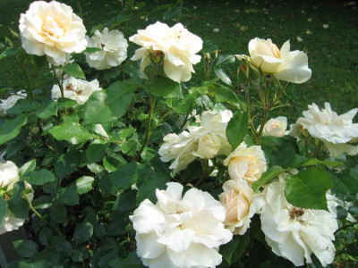 rennerrose001.jpg