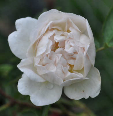 Rosa_Cannabifolia_12___7301.jpg