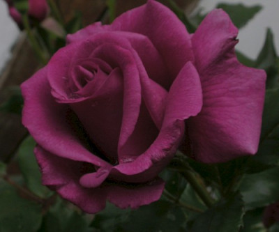 Shocking_Blue_05.jpg