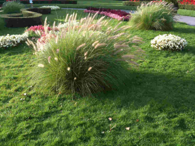 Pennisetum_Volksg_190811.jpg