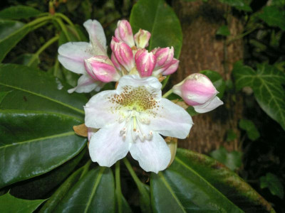120620124546R._macrophyllum_IJ084_RSF.jpg