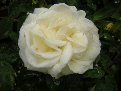Gloire_Lyonnaise.JPG
