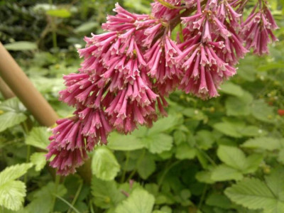 130620124552Syringa_komarowii_reflexa.jpg