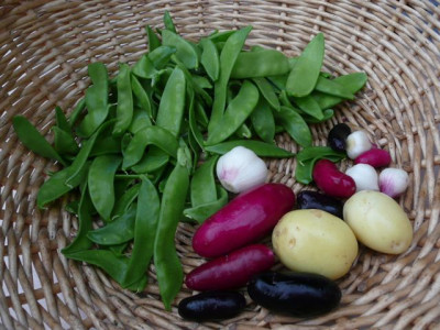 ernte_120613.jpg