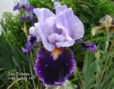 Imgp9957ITown.jpg