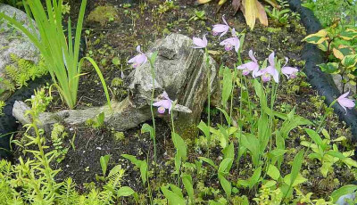 GP_Pogonia_ophioglossoides_2012-06-12e.jpg