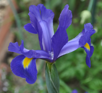 Iris_bl_b_1_12___6798.jpg