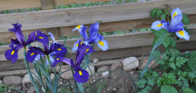 Iris_h_d_2_12__6937.jpg