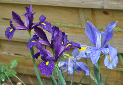 Iris_h_d_4_12__7439.jpg