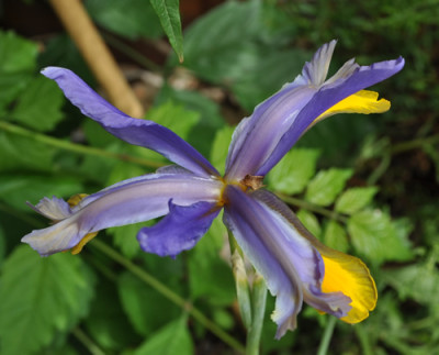 Iris_b_g_5_12__7499.jpg