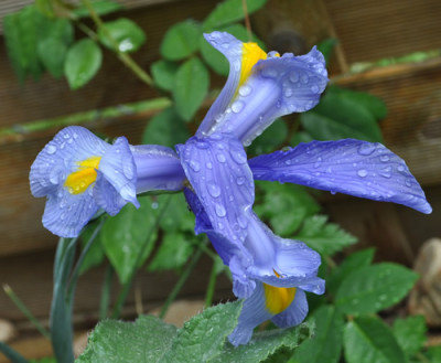 Iris_h_6_12__7438.jpg