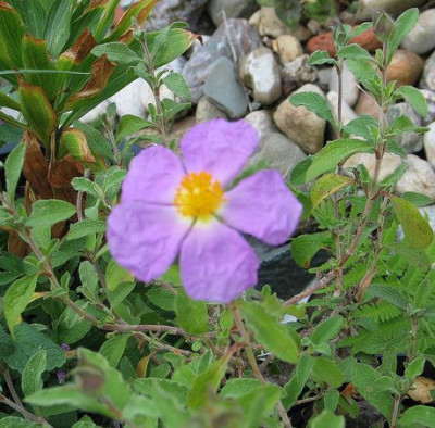 cistus-incanus-ax.jpg