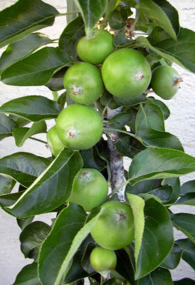 saeulenapfel.jpg