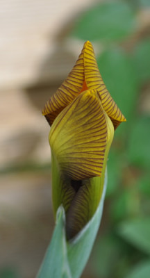 Iris_gestr_1_12__7771.jpg
