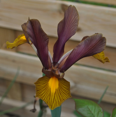 Iris_bl_br_2_12__7774.jpg