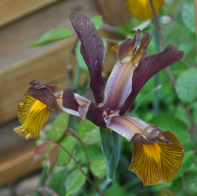Iris_br_g_4_12__8081.jpg