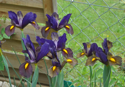 Iris_bl_brbl_5_12___6722.jpg